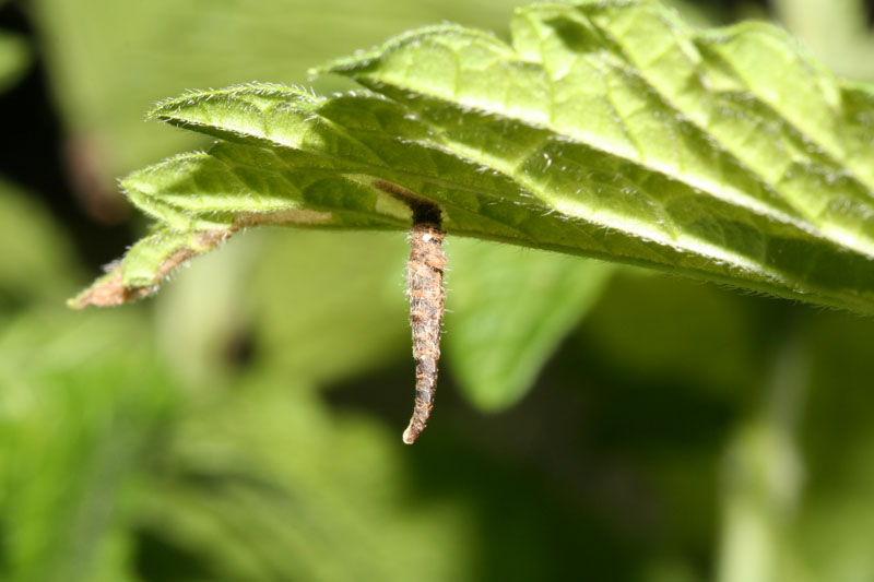 Astucci larvali di Coleophoridae